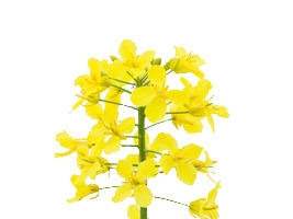 一支油菜花