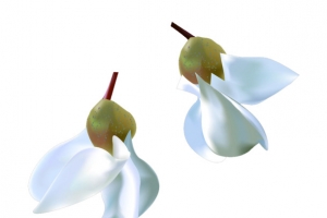 两朵白色洋槐花