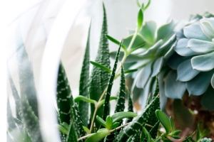 多肉绿色植物盆栽