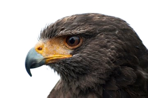 冷峻凛冽的眼神——鹰