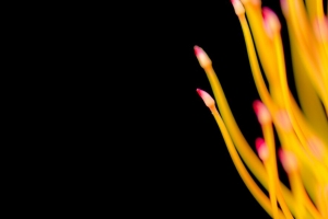  protea 花 宏观 4k壁纸 3840x2160