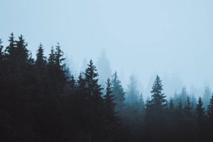 雾凇松树摄影背景