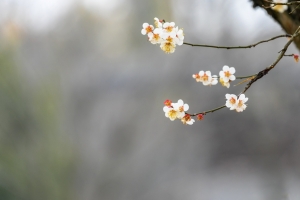 春韵 树 鲜花 春天的风景4k壁纸