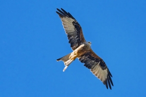 红风筝 鸟 飞行 天空 野生动物 4k壁纸 3840x2160