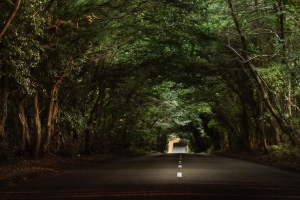 道路 树木 隧道 树枝 沥青 4k壁纸 3840x2160