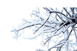 挂满雪花的树枝