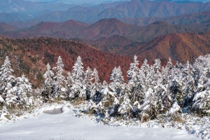 云杉 雪 冬天 山脉 风景 4k壁纸 3840x2160