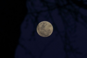 满月 月亮 树枝 剪影 夜晚 深色 4k壁纸 3840x2160