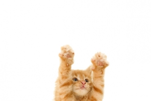 抬手的猫咪