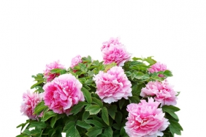 真花粉色牡丹