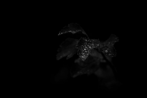 叶子 植物 滴 湿 宏观 黑色 4k壁纸 3840x2160