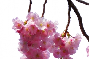 粉色樱花树枝