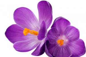 藏红花 花卉 花