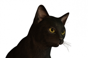 黑猫