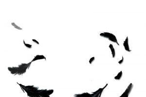 羽毛高清PNG透明漂浮元素设计素材免费下载