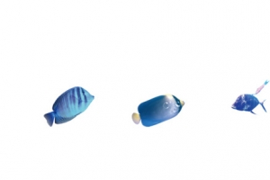 海底鱼
