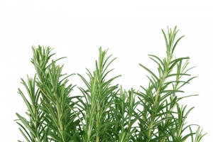 一堆花草