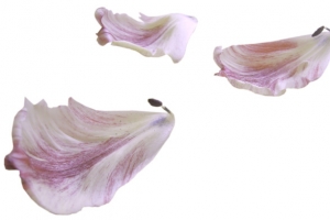 心形花瓣花瓣飘落素材