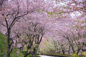 桃花绿草粉色的路