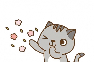 撒鲜花的小喵