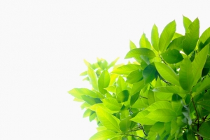 绿色植物绿叶清新