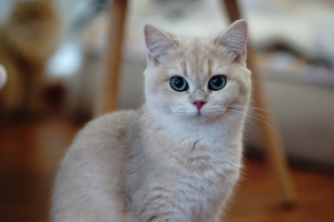 银剑猫站立图