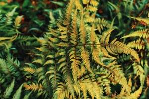 蕨类 植物 绿色 树叶 秋季 4k壁纸 3840x2160