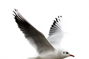 羽毛鸽子飞高清PNG透明动物装饰设计素材免费下载