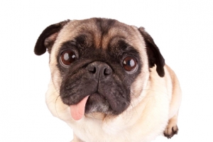 可爱沙皮犬