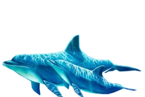海豚