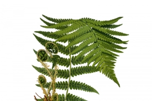 蕨类植物矢量图