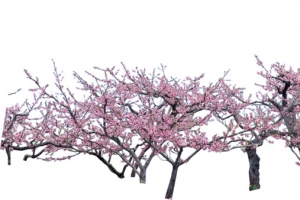 桃花盛开