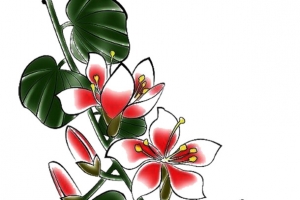 含笑花开图片素材