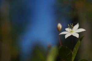 北极海星 花 花瓣 白色 4k壁纸 3840x2160