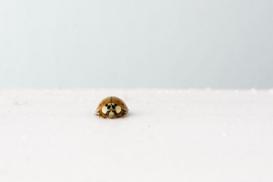 瓢虫 昆虫 极简主义 宏观 白色 4k壁纸 3840x2160