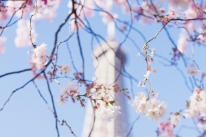 唯美日本樱花摄影图