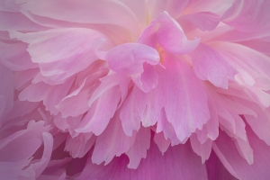 牡丹 花 花瓣 粉红色 宏观 4k壁纸 3840x2160