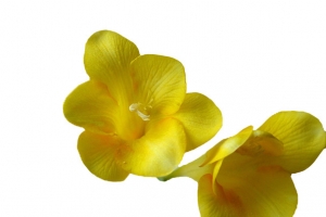 小苍兰花瓣