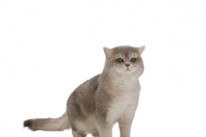 一只可爱小猫咪