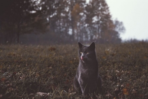 猫 灰色 行走 草 4k壁纸 3840x2160