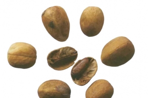 中药巴豆药材