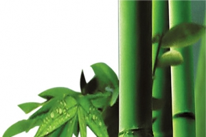 端午节竹子绿叶装饰高清PNG透明图片素材免费下载