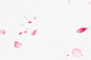 漂浮玫瑰花瓣女神节素材