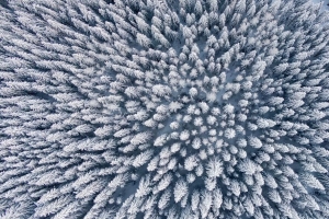 森林 冬天 鸟瞰图 树木 雪地 4k壁纸 3840x2160