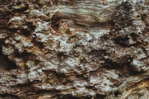 树皮 树 纹理 罗纹 4k壁纸 3840x2160