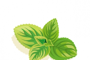 薄荷