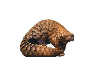 金黄穿山甲