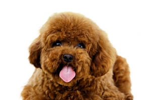 狗狗