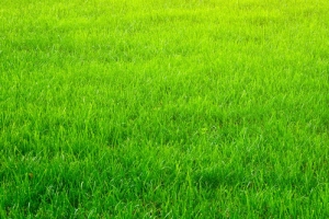 绿色草坪比较