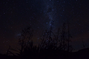 银河 星星 植物 剪影 夜晚 深色 4k壁纸 3840x2160